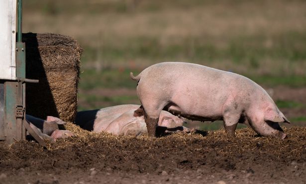 Meat shortage to hit Britain 'in days' as pork and chicken to 'vanish from shelves' Pigs on a farm in Staffordshire