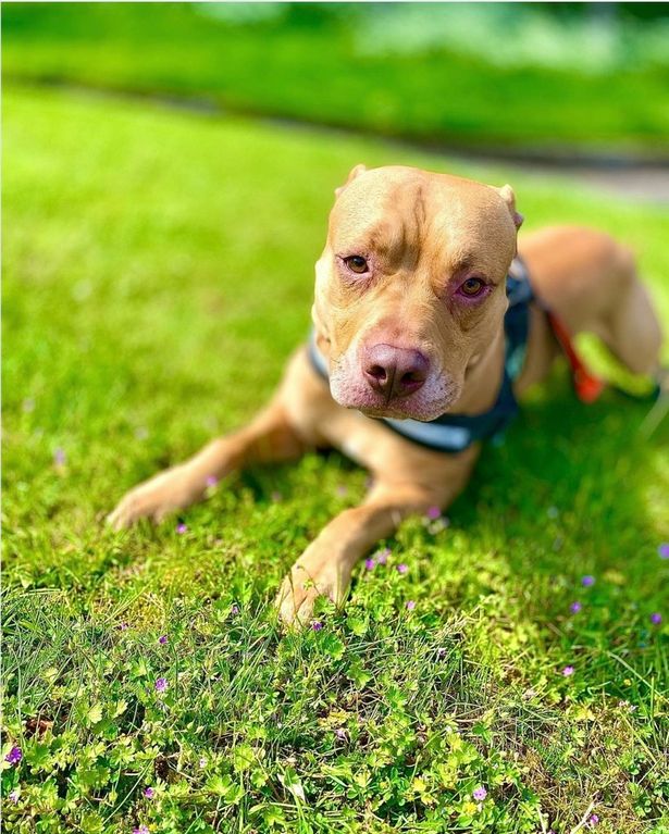 Dognappers return stolen pooch after realising owner sparred with Anthony Joshua Hosea spread the word that he was looking for Rico and got him back soon after