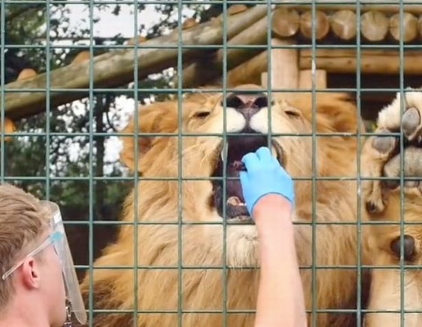 Nerve-wracking moment massive lion dwarfs brave zookeeper during dental check-up The lion gently takes a treat