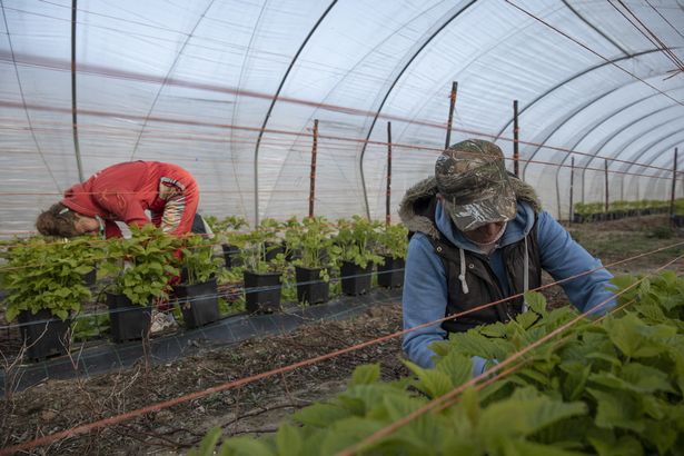 Desperate farmer offers £62k salary for cabbage pickers as staff shortages bite There is a crisis in recruiting staff for fruit and veg picking industry