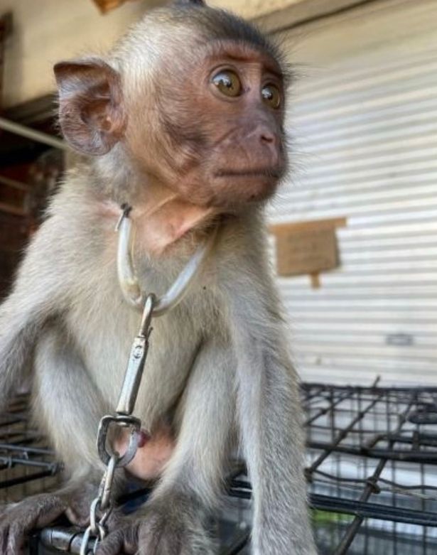 Baby monkeys chained to cramped cages by the neck and sold in horror wet market Baby monkeys chained by the neck