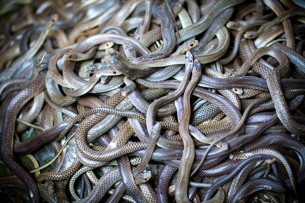 Team exploring 400ft pit to 'underworld' dubbed 'Well of Hell' make horrifying discovery A plethora of snakes was found inside the cave