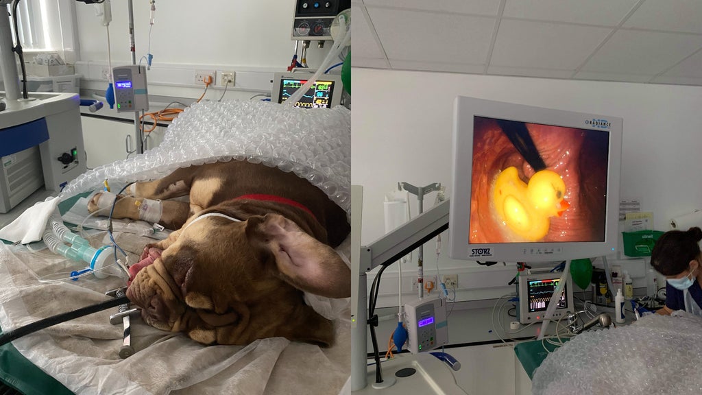 Vets perform fairground-style ‘Hook a Duck’ operation to pull rubber toy from bulldog’s stomach