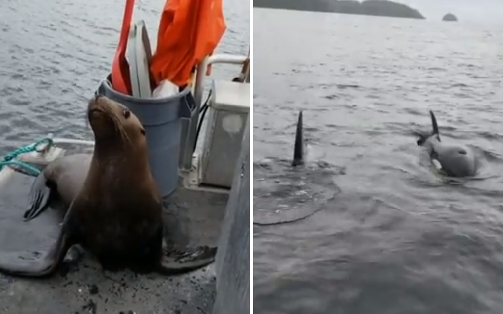 Woman kicks sea lion off boat into orca-infested waters in viral TikTok