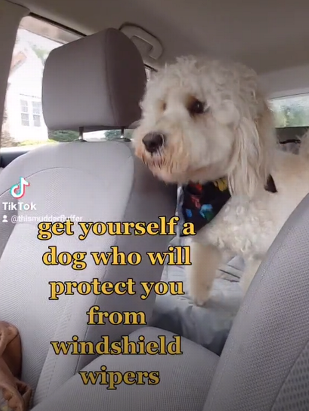 Brave labradoodle ‘protects’ owner from car windscreen wipers in hilariously cute video Jude the Labradoodle, from North Carolina, knew he needed to protect his owner from the car wipers