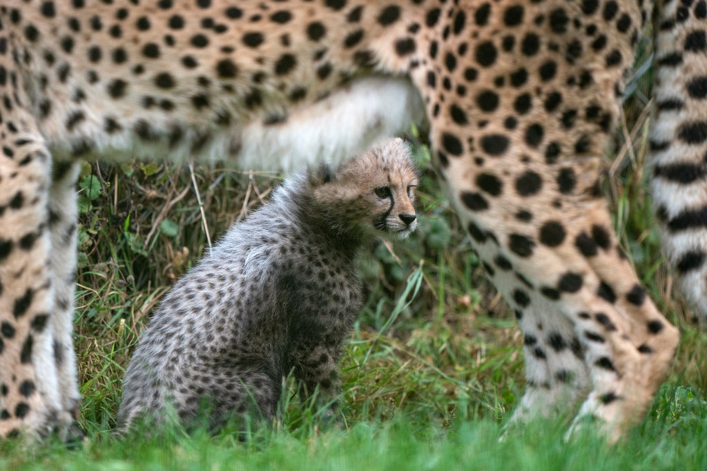 Public gets glimpse of East Anglia’s baby cheetah two years in the making